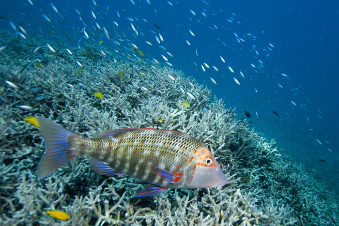 Heron Island