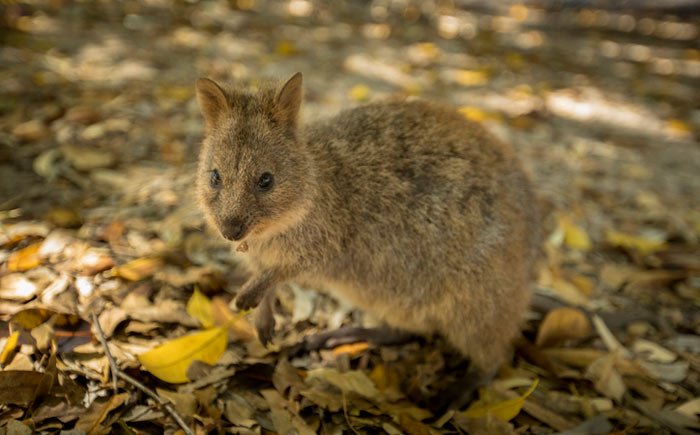 Quokka